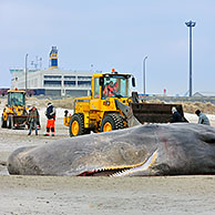 Stranded sperm whale (Physeter macrocephalus) on beach at Knokke, Belgium